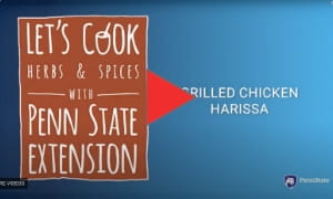 harissa_chicken