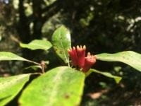 Cloves-6
